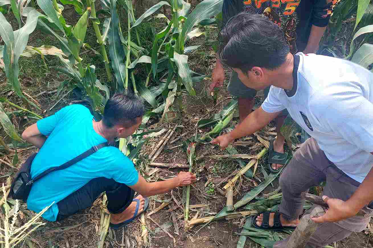 Terduga Maling Motor di Tumpang Tewas Dihajar Massa, Satu Lainnya Buron