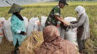 Babinsa Bakalankrajan Dampingi Petani Panen Padi Hasil Sawah