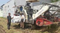 Babinsa Bakalankrajan Pendampingan Panen Padi Manfaatkan Combine Harvester
