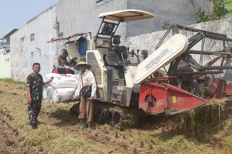 Babinsa Bakalankrajan Pendampingan Panen Padi Manfaatkan Combine Harvester