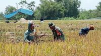 Babinsa Blimbing Bantu Petani Panen Padi, Komitmen Dukung Ketahanan Pangan
