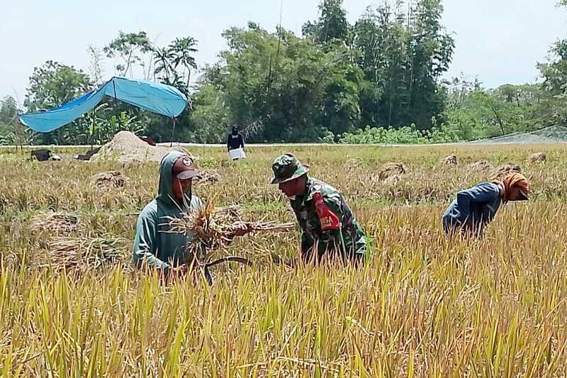 Babinsa Blimbing Bantu Petani Panen Padi, Komitmen Dukung Ketahanan Pangan