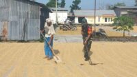 Babinsa Blimbing Bantu Petani Pengeringan Hasil Panen Jaga Kualitas Gabah