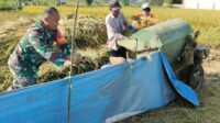 Babinsa Kedungkandang Bantu Petani Panen Padi Perkuat Kedaulatan Pangan