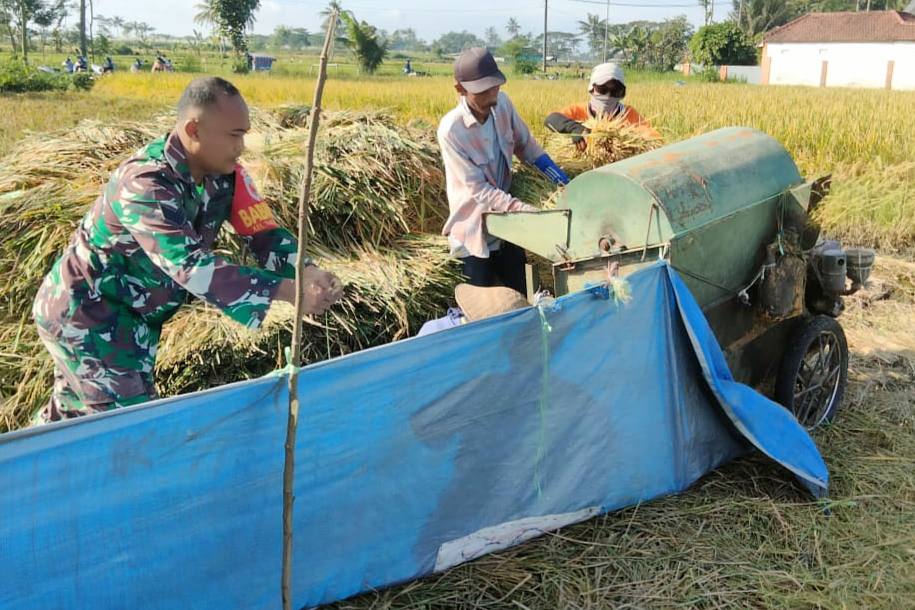 Babinsa Kedungkandang Bantu Petani Panen Padi Perkuat Kedaulatan Pangan