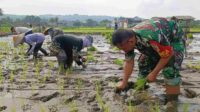 Babinsa Kedungkandang Bersama Poktan Tanam Padi Wujudkan Ketahanan Pangan