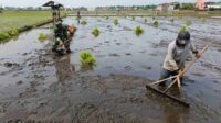 Babinsa Kedungkandang Dampingi Petani Cemorokandang Mengolah Sawah