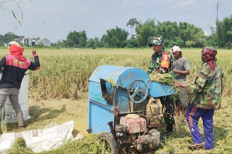 Babinsa Lowokwaru Bantu Petani Tasikmadu Panen Padi di Sawah