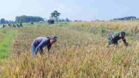 Babinsa Lowokwaru Bantu Petani Tunggulwulung Panen Padi