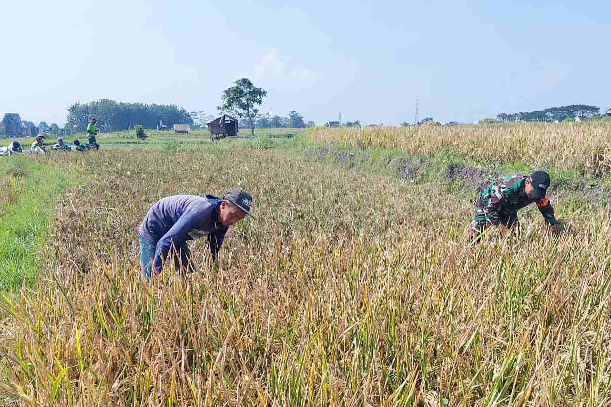Babinsa Lowokwaru Bantu Petani Tunggulwulung Panen Padi
