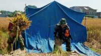 Babinsa Sukun Dampingi Petani Bakalankrajan Panen Padi