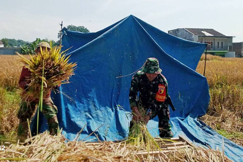 Babinsa Sukun Dampingi Petani Bakalankrajan Panen Padi