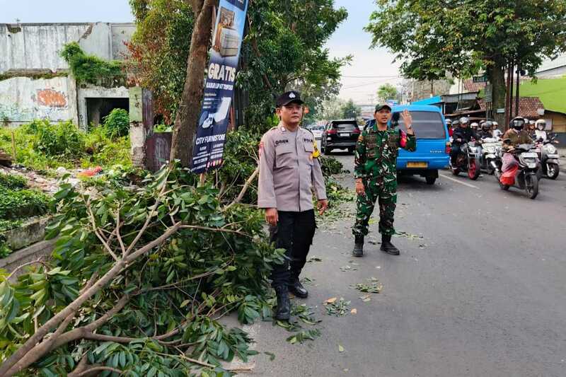 Babinsa Sukun Sigap Evakuasi Pohon Trembesi Tumbang dan Urai Lalu Lintas