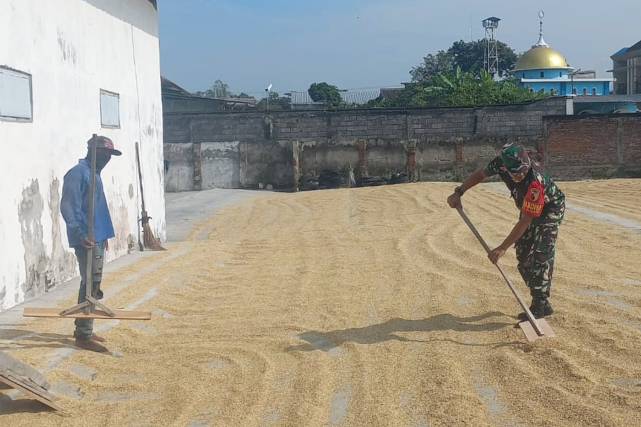 Babinsa Blimbing Dampingi Petani Jaga Kualitas Panen Gabah