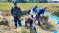 Babinsa Tunggulwulung Dampingi Petani Panen Wujudkan Kemandirian Pangan