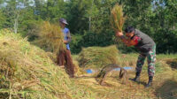 Babinsa Lowokwaru Bantu Petani Merjosari Panen Padi Meningkatkan Produktivitas Pertanian