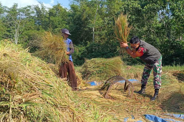 Babinsa Lowokwaru Bantu Petani Merjosari Panen Padi Meningkatkan Produktivitas Pertanian