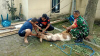 Babinsa Kedungkandang Bersama Warga Sawojajar Menyembelih Hewan Kurban