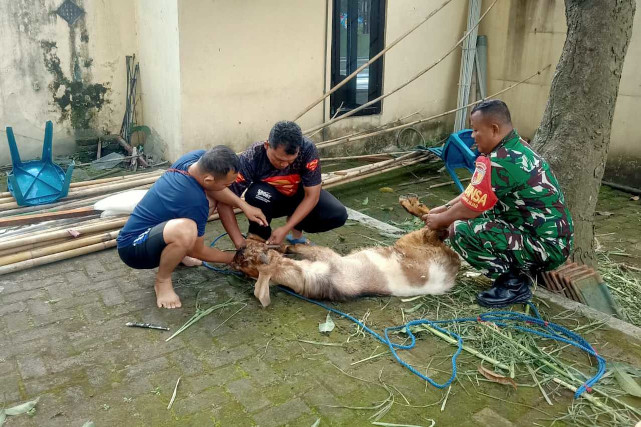 Babinsa Kedungkandang Bersama Warga Sawojajar Menyembelih Hewan Kurban