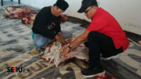 Dispangtan Temukan 583 Kasus Cacing Hati Daging Kurban di Kota Malang