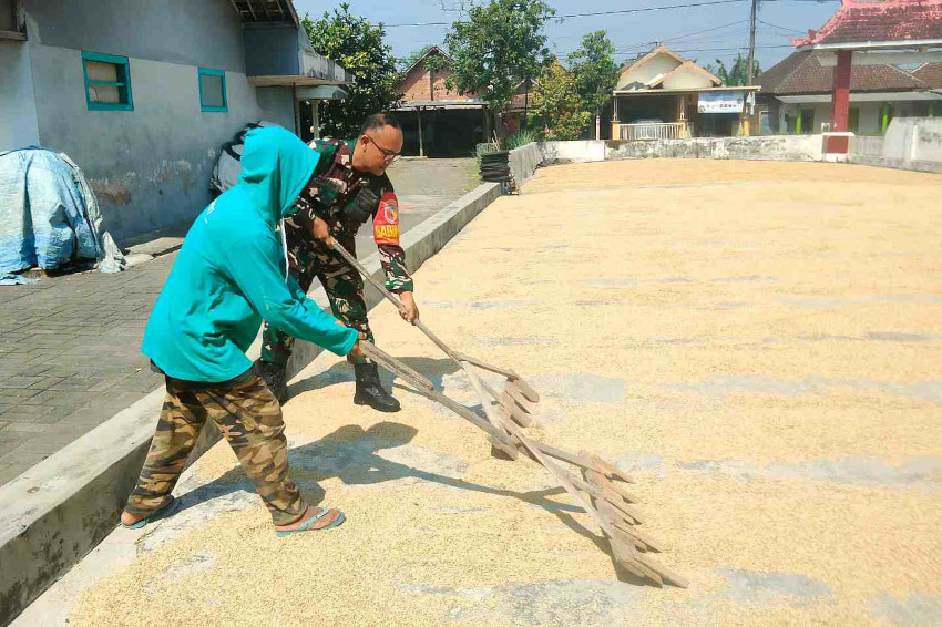 Babinsa Kedungkandang Bantu Petani Tlogowaru Jemur Padi
