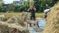 Babinsa Blimbing Bantu Petani Arjosari Panen Padi