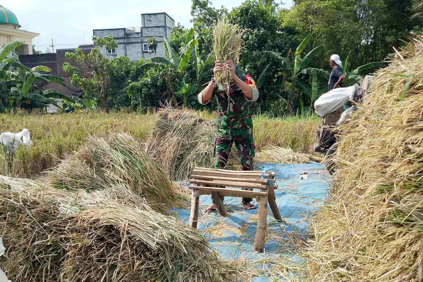 Babinsa Blimbing Bantu Petani Arjosari Panen Padi