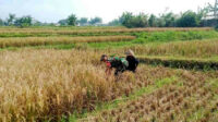 Babinsa Sukun Dampingi Petani Mulyorejo Wujudkan Swasembada Pangan