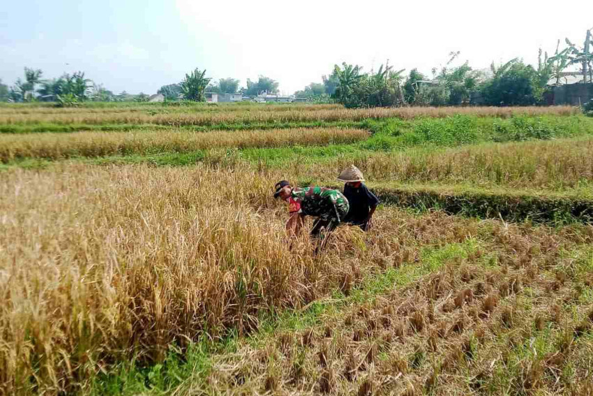 Babinsa Sukun Dampingi Petani Mulyorejo Wujudkan Swasembada Pangan