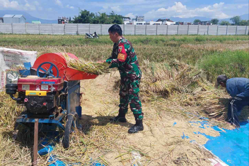 Babinsa Tunggulwulung Bantu Petani Panen Padi Jaga Kualitas Gabah Kering