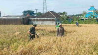 Babinsa Balearjosari Turun Sawah Bantu Petani Panen Padi
