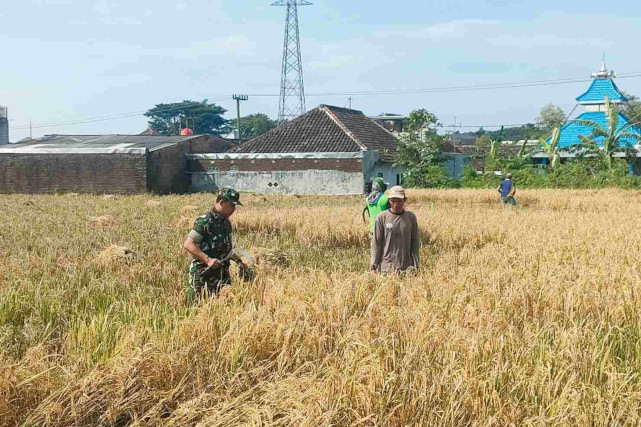 Babinsa Balearjosari Turun Sawah Bantu Petani Panen Padi