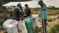 Babinsa Sukun Bersama Petani Bakalankrajan Panen Raya