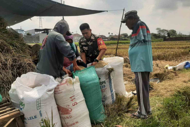 Babinsa Sukun Bersama Petani Bakalankrajan Panen Raya
