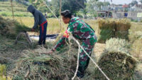 Babinsa Lowokwaru Kawal Panen Padi Petani Tunjungsekar Jaga Ketahanan Pangan