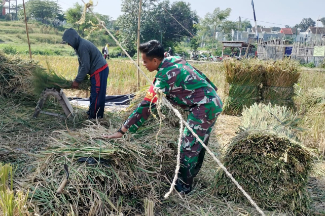Babinsa Lowokwaru Kawal Panen Padi Petani Tunjungsekar Jaga Ketahanan Pangan