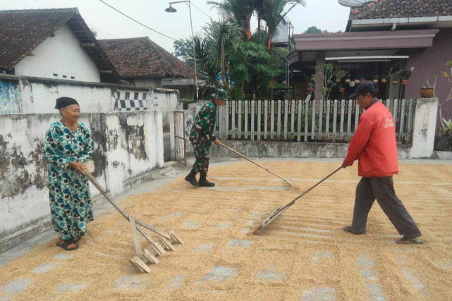 Babinsa Kedungkandang Bantu Petani Tlogowaru Mengeringkan Gabah
