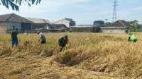 Babinsa Blimbing Gotong Royong Bantu Petani Balearjosari Panen Padi