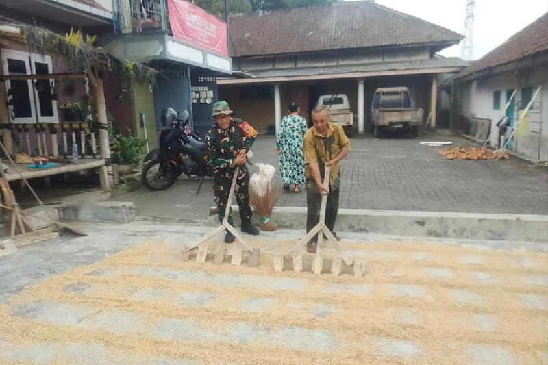 Babinsa Kedungkandang Dampingi Pengeringan dan Penggilingan Padi Hasil Panen Petani Tlogowaru