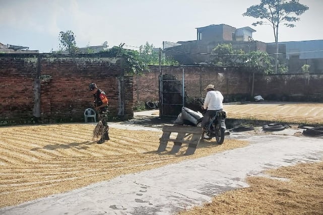 Babinsa Blimbing Dampingi Petani Keringkan Gabah Unggul