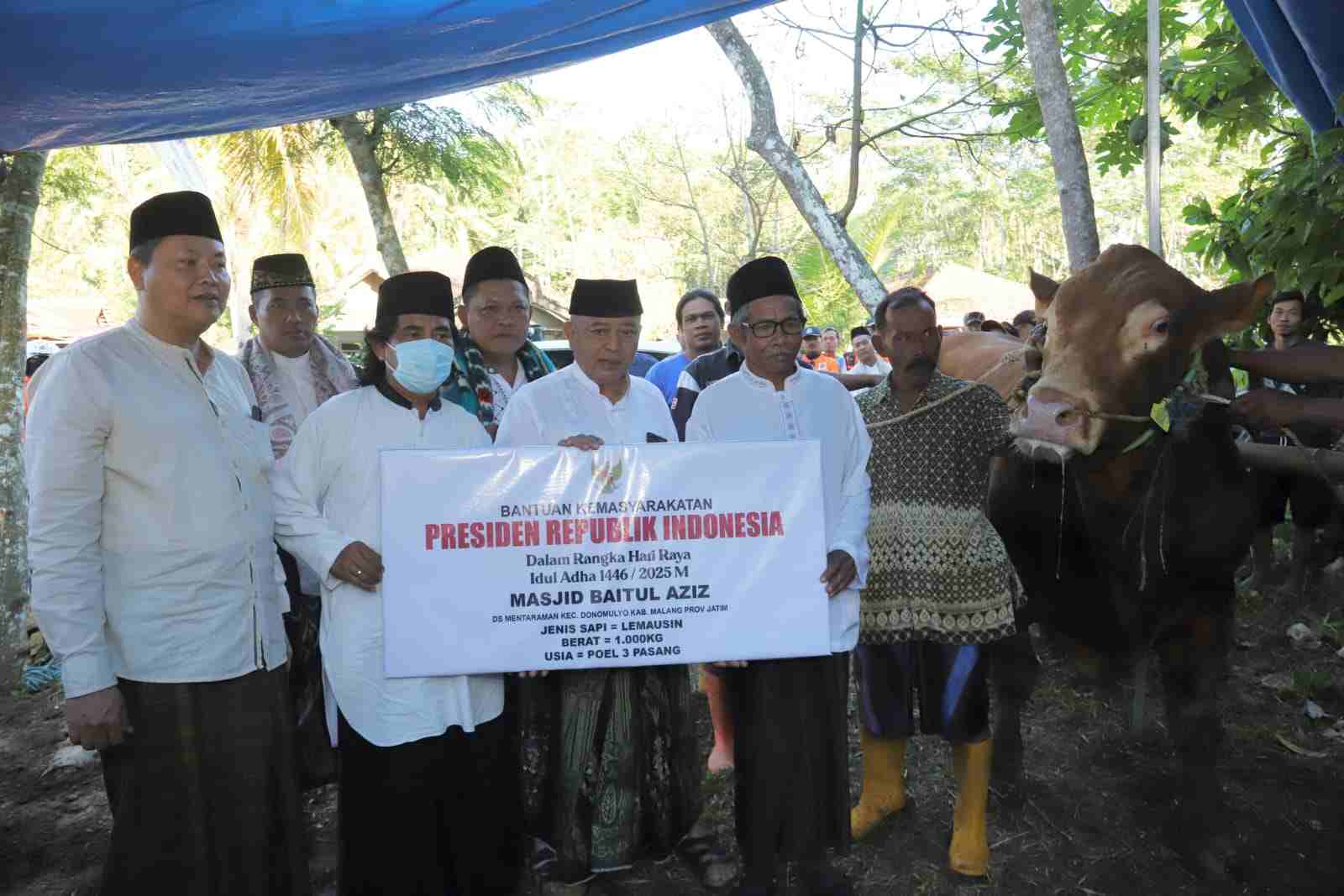 Sapi Kurban Seberat Satu Ton dari Presiden Disalurkan ke Masjid Baitul Aziz, Donomulyo