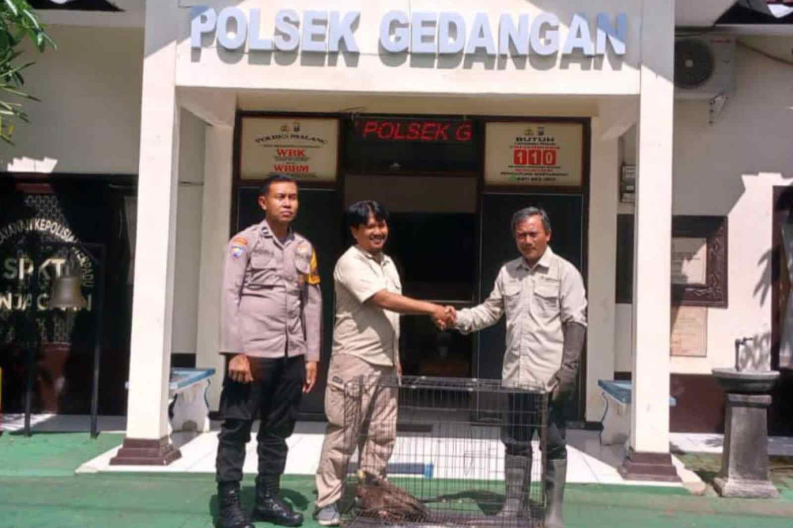 Ditemukan Warga Saat Mencari Kayu Bakar, Elang Ular Bido Diserahkan ke BBKSDA