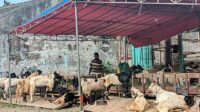 Dispangtan Periksa 102 Lapak Hewan Kurban, Temukan Sapi Lumpuh dan Tanduk Patah