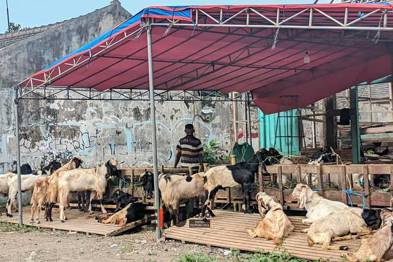 Dispangtan Periksa 102 Lapak Hewan Kurban, Temukan Sapi Lumpuh dan Tanduk Patah