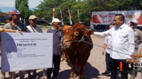 Pemkab Situbondo Dapat Bantuan Sapi Kurban Seberat 1,16 Ton dari Presiden Prabowo Subianto