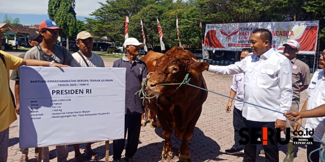 Pemkab Situbondo Dapat Bantuan Sapi Kurban Seberat 1,16 Ton dari Presiden Prabowo Subianto