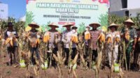 Kapolres Batu Bersama Forkopimda Kota Batu Panen Raya Jagung Serentak Kuartal II