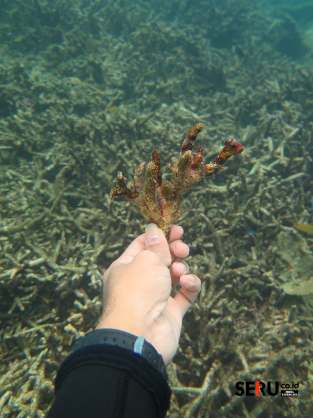 Kerusakan terumbu karang yang diadukan terletak di obyek wisata bahari pasir putih tepatnya di watu kenong, Desa Pasir Putih, Kecamatan Bungatan, Situbondo