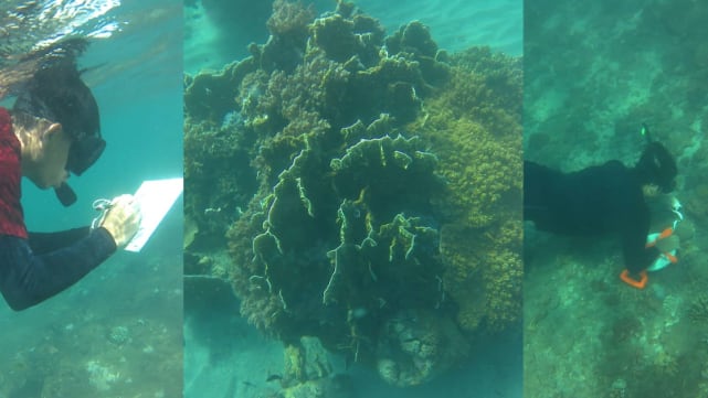 FPIK UB Gelar Aksi Nyata Pantau Pemutihan Karang di Tiga Lokasi Pesisir Jawa Timur