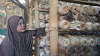 Umahkariani Bisa Panen Jamur Tiram Putih 20 hingga 25 Kilogram Setiap Hari